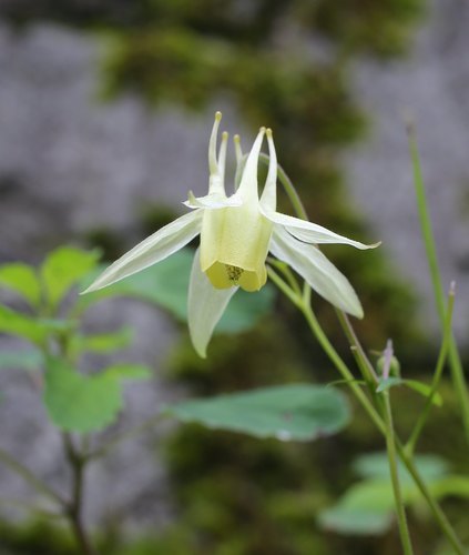 Aquilegia buergeriana iNat (2)