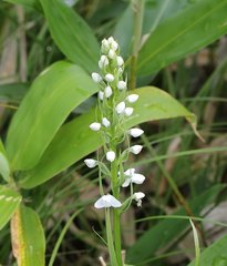 Platanthera hologlottis