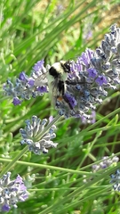 Bombus niveatus