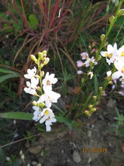 Ixia polystachya