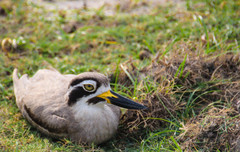 Esacus recurvirostris