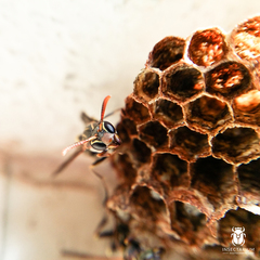 Mischocyttarus mexicanus