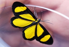 Cyllopodini