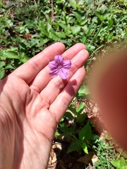 Ruellia ciliatiflora