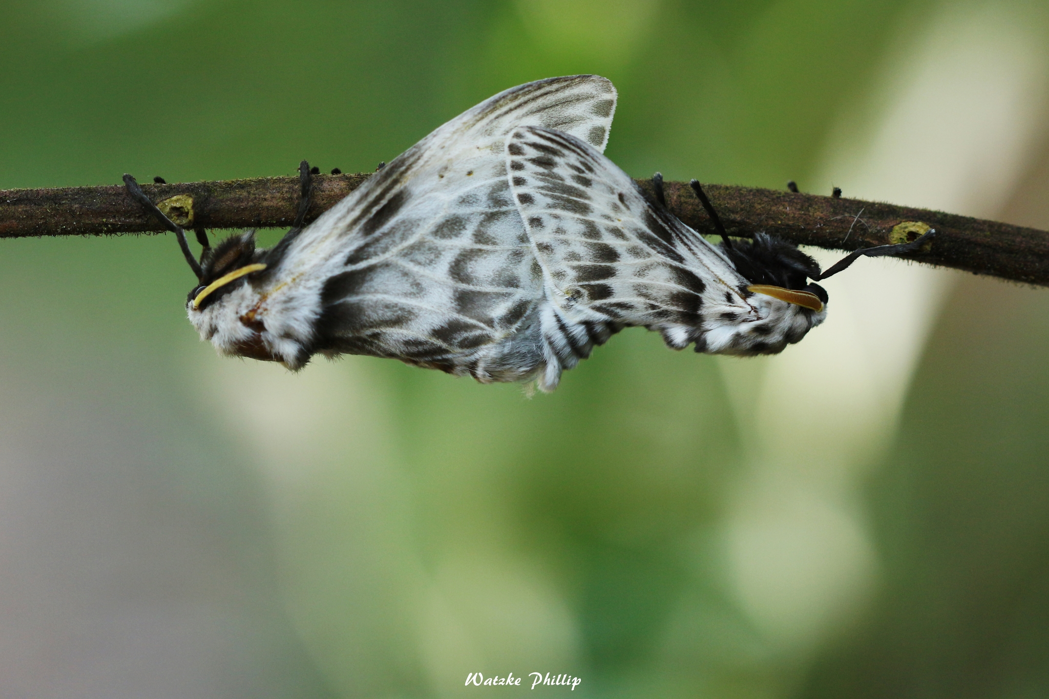 Dama blanca ciega (Typhliasina pearsei) · iNaturalist Panamá