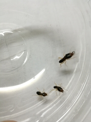 Macrotermes carbonarius