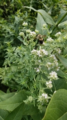 Bombus griseocollis