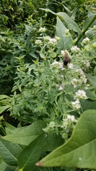 Bombus griseocollis