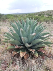 Agave durangensis