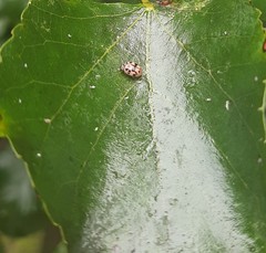 Oenopia conglobata