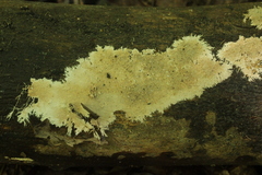 Etheirodon fimbriatum