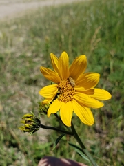 Helianthus nuttallii