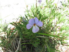 Viola pedata