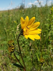 Helianthus nuttallii