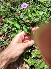 Ruellia ciliatiflora