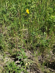 Helianthus nuttallii