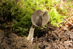 Helvella lacunosa