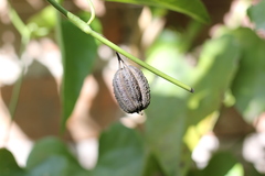 Aristolochia triangularis