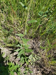 Helianthus nuttallii