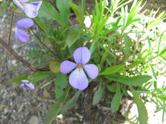 Viola pedata