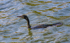 Phalacrocorax fuscicollis