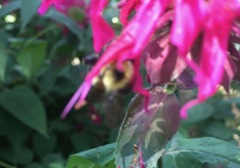 Bombus