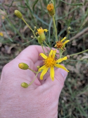 Senecio riddellii