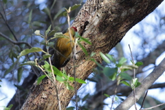 Chloropicus griseocephalus