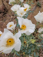 Argemone polyanthemos