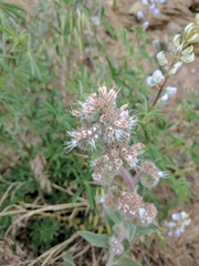 Phacelia heterophylla