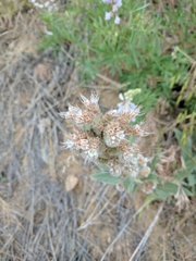 Phacelia heterophylla