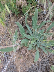 Phacelia heterophylla