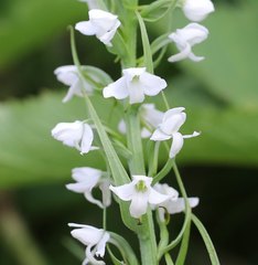 Platanthera hologlottis
