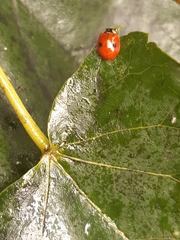 Adalia bipunctata