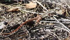 Aspidoscelis stictogrammus