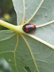 Adalia bipunctata