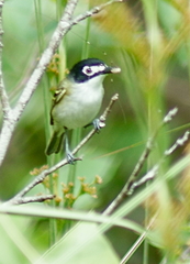 Vireo atricapilla