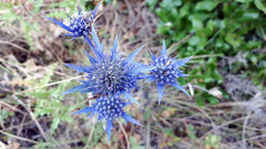 Eryngium dilatatum
