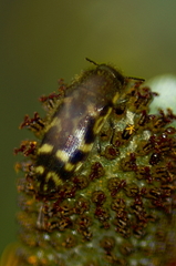 Acmaeodera mixta
