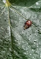 Oenopia conglobata