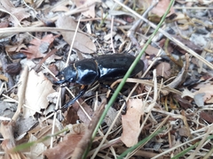 Lucanus barbarossa