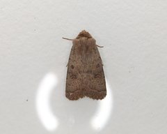 Hoplodrina blanda