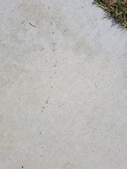 Formicidae