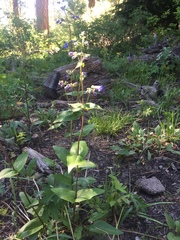 Penstemon wilcoxii