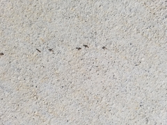 Formicidae