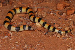 Sonora cincta