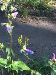 Penstemon wilcoxii