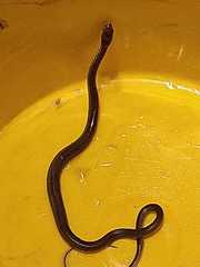 Masticophis mentovarius