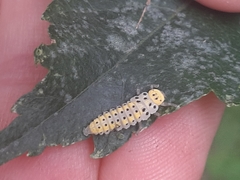 Halyzia sedecimguttata