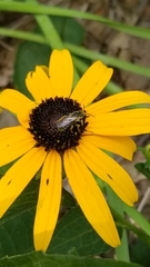 Halictus ligatus